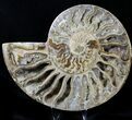 Choffaticeras (Daisy Flower) Ammonite #21633-2